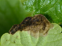 Trachys scrobiculatus