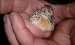 Turnix sylvaticus