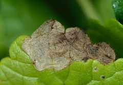 Trachys scrobiculatus