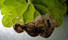 Trachys scrobiculatus