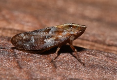 Aphrophora saratogensis