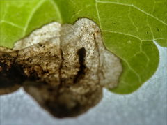 Trachys scrobiculatus