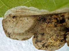 Trachys scrobiculatus