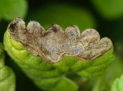 Trachys scrobiculatus