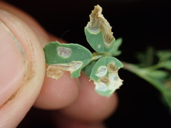 Apterona helicoidella