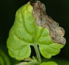 Trachys scrobiculatus