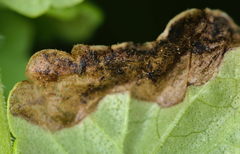 Trachys scrobiculatus