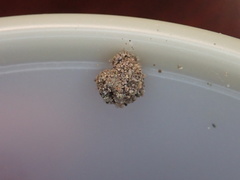 Apterona helicoidella