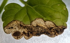 Trachys scrobiculatus