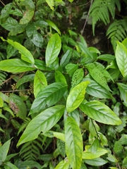 Maesa japonica