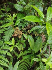 Maesa japonica