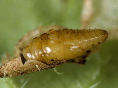 Trachys scrobiculatus