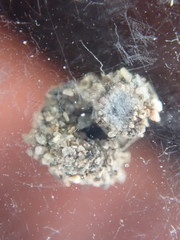 Apterona helicoidella