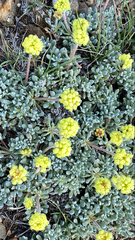 Eriogonum caespitosum
