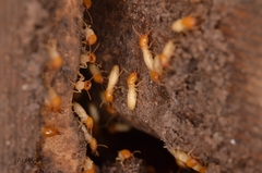 Coptotermes formosanus