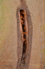 Coptotermes formosanus