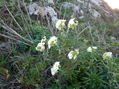 Erysimum concinnum