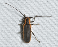 Saperda lateralis