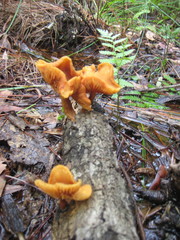 Gymnopilus lepidotus