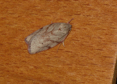 Euchaetis inceptella