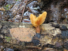 Gymnopilus lepidotus