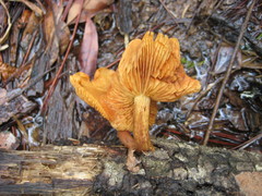 Gymnopilus lepidotus