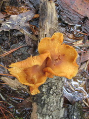 Gymnopilus lepidotus