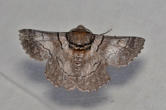 Hypobapta percomptaria