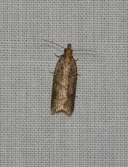 Rupicolana polymicta