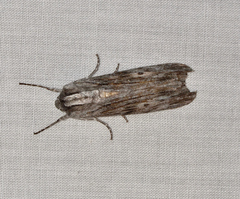 Capusa cuculloides