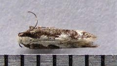 Agnippe prunifoliella