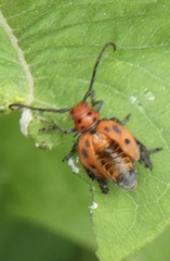 Tetraopes tetrophthalmus