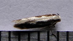 Agnippe prunifoliella