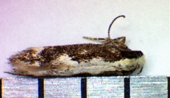 Agnippe prunifoliella
