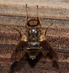 Goniops chrysocoma