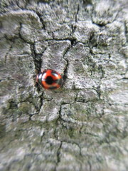 Sticholotis punctata