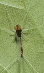 Heterocloeon curiosum