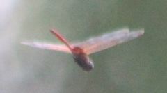 Tauriphila australis