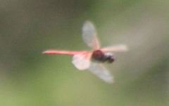 Tauriphila australis