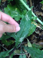 Phytomyza syngenesiae