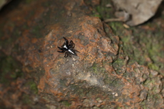 Orientattus hongkong