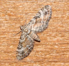 Eupithecia anticaria