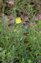 Crocanthemum bicknellii