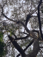 Eucalyptus piperita