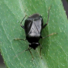 Slaterocoris