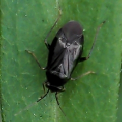 Slaterocoris