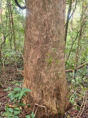 Eucalyptus piperita