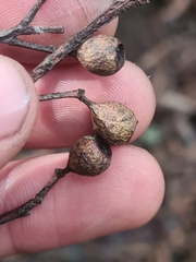 Eucalyptus piperita