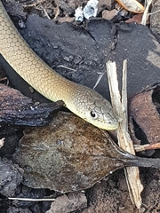 Delma inornata