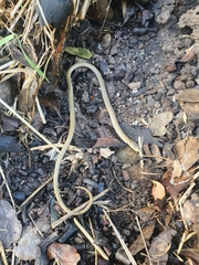 Delma inornata